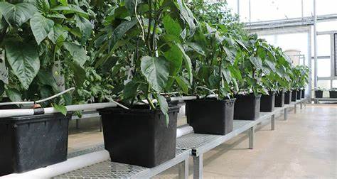 Pots with Purpose: G&N’s hydroponic pot growing system Thrives in Compact Spaces