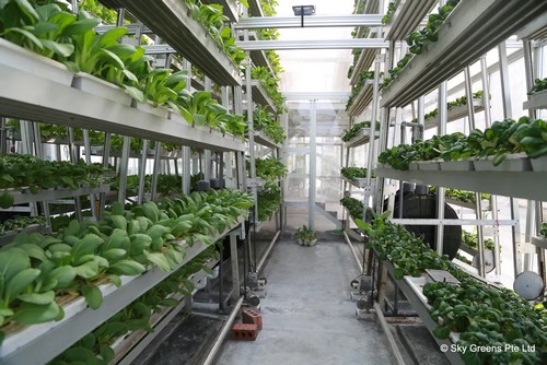 marijuana growing system