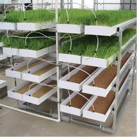 Indoor Weed Mastery: G&N’s weed indoor growing system Delivers Consistent Harvests