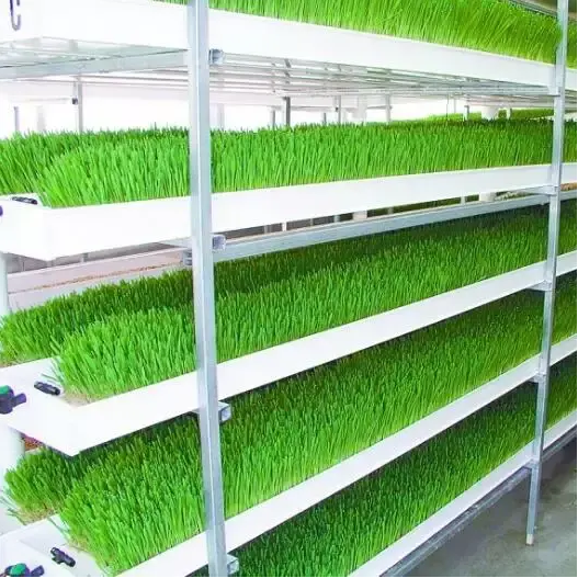 aircube active oxygen grow system