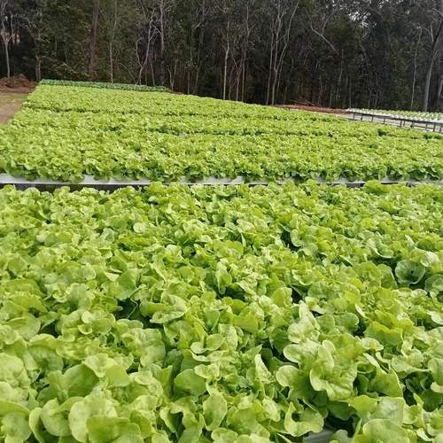 Hydroponics Nft System With Square Hole 50*50 Vertical Hydroponic Growing Systems Pvc Tube Plant Vegetable
