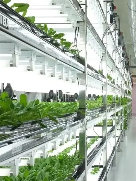 Food Freshness: G&N’s indoor food growing systems Shine in Hydro Setups