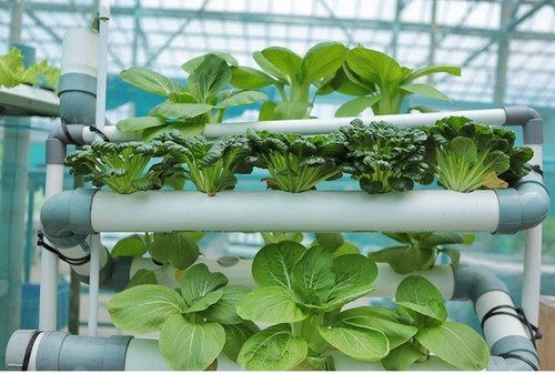 indoor food growing systems