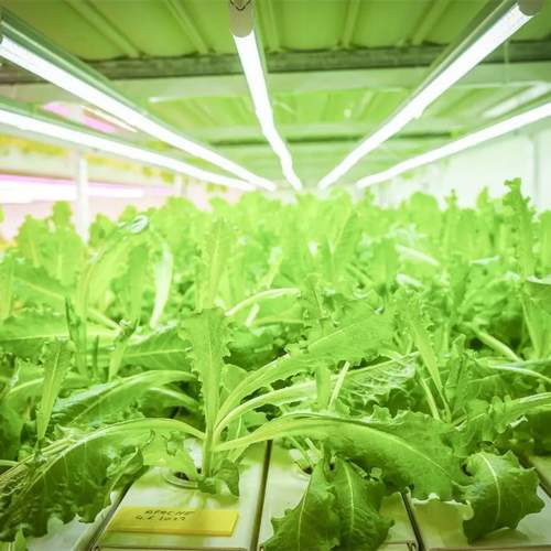 Nft Hydroponic Growing Systems Home agricultural greenhouses Vertical Garden Tower With Led Light