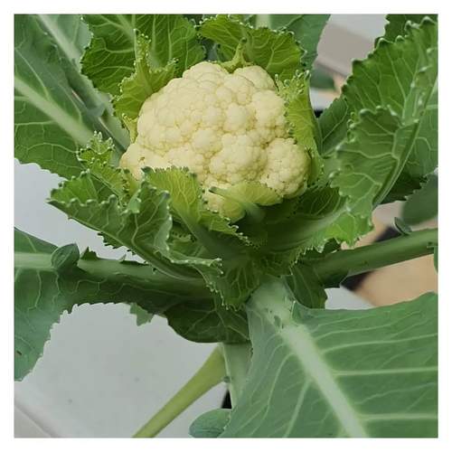 Agricultural greenhouses Net pot used for indoor garden hydroponic growing system NFT channel aeroponie system