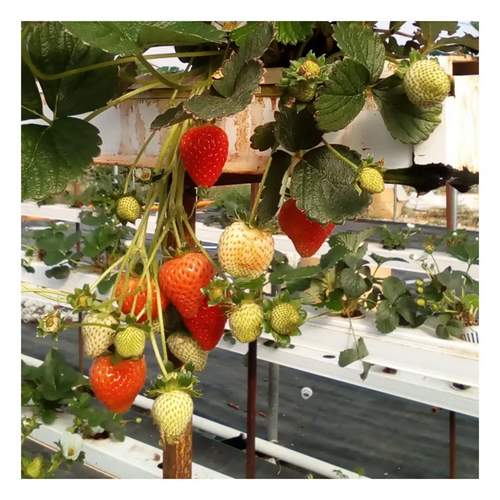 Agricultural greenhouses Net pot used for indoor garden hydroponic growing system NFT channel aeroponie system