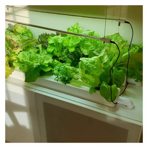Agricultural greenhouses Net pot used for indoor garden hydroponic growing system NFT channel aeroponie system