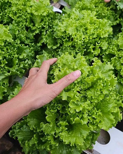 mufga hydroponic growing system