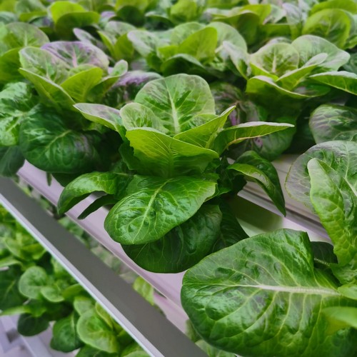 outdoor hydroponic grow system