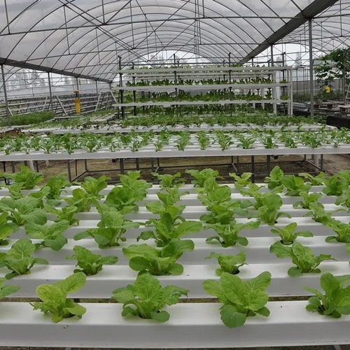 outdoor hydroponic growing systems