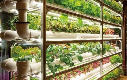 indoor garden growing system