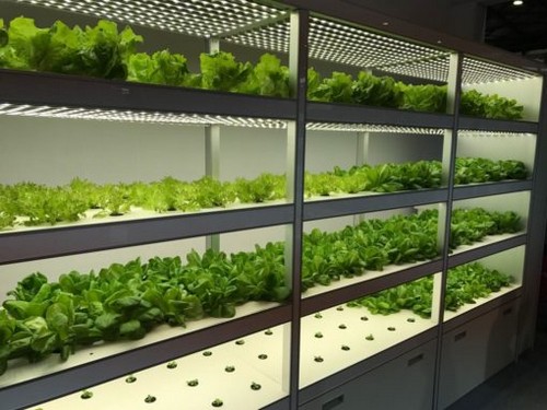 indoor lettuce growing system