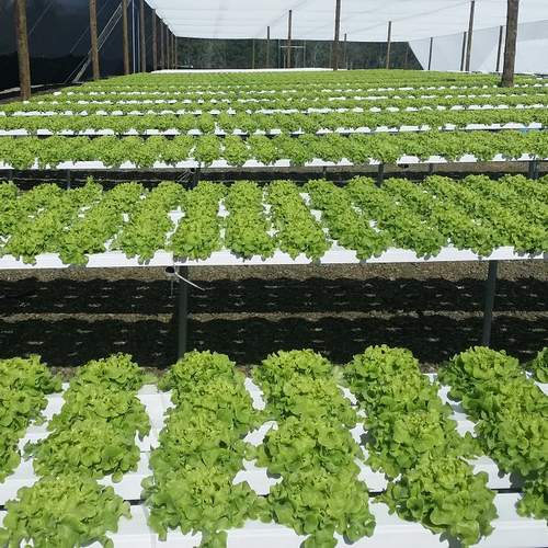Agriculture A Shape Vertical Hydroponics Lettuce growing Hydroponics NFT channel for growing vegetables