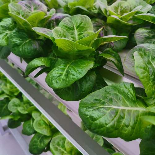 Vegetable Factory Hydroponics Grow Tent NFT Channel with Lighting Grow Tent Kits Leafy Vegetable