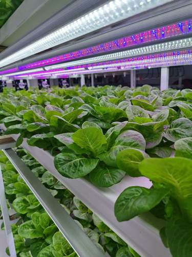 Vegetable Factory Muti-Layer Saving Water and Nutrient 100*55mm NFT Channel Hydroponics