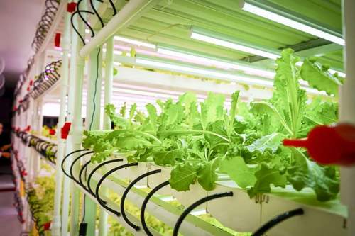 Vegetable Factory Muti-Layer Saving Water and Nutrient 100*55mm NFT Channel Hydroponics