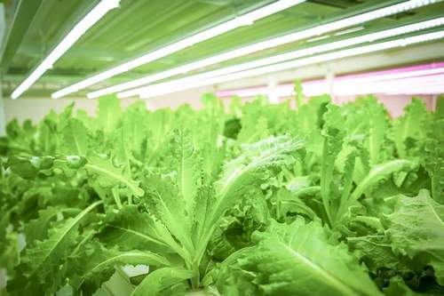 Vegetable Factory Muti-Layer Saving Water and Nutrient 100*55mm NFT Channel Hydroponics