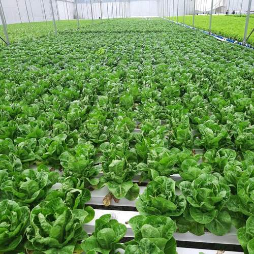 Hydroponics System Applicable Industries Farming Quality Best Price Horizontal Hydroponic Vegetable Growing Equipment
