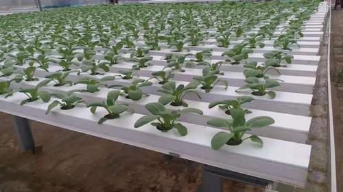Hydroponics System Applicable Industries Farming Quality Best Price Horizontal Hydroponic Vegetable Growing Equipment
