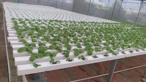 Hydroponics System Applicable Industries Farming Quality Best Price Horizontal Hydroponic Vegetable Growing Equipment