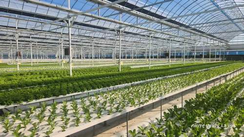 Agricultural greenhouses Net pot used for indoor garden hydroponic growing system aeroponie system