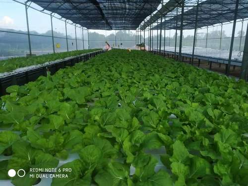 Hydroponic Channels Nft Gully Channels Custom Nft Channel Gully Hydroponic Nft