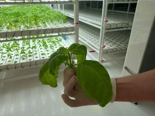 Aeroponics Indoor Nft Channel Hydroponic Growing Systems Small Nft Hydroponic System For House And Garden