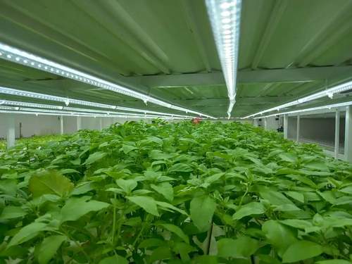 Aeroponics Indoor Nft Channel Hydroponic Growing Systems Small Nft Hydroponic System For House And Garden