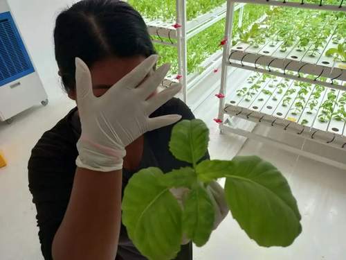 Aeroponics Indoor Nft Channel Hydroponic Growing Systems Small Nft Hydroponic System For House And Garden