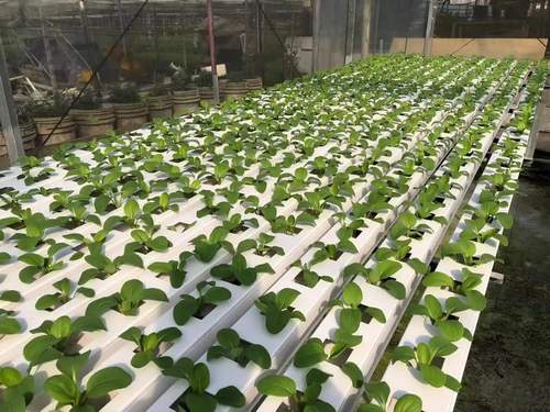 Indoor hydroponic garden strawberry growing system nft channel hydroponics