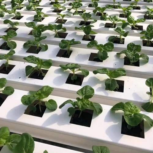 Indoor hydroponic garden strawberry growing system nft channel hydroponics