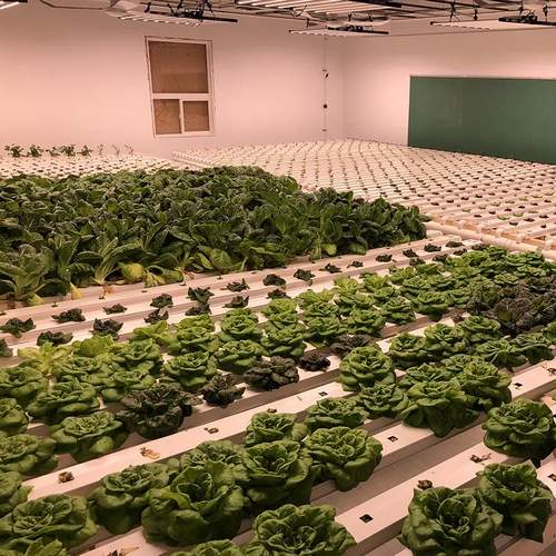 Greenhouse Vertical design Hydroponics PVC NFT pipe for Salads Lettuce growing