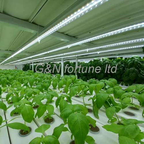 Greenhouse Vertical design Hydroponics PVC NFT pipe for Salads Lettuce growing