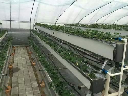 Greenhouses structure with NFT Gully System Plastic Channel gutter hydroponics for strawberry