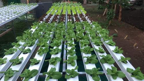 Smart farming food grade NFT channel 100x50mm water saving PVC gully for growing leafy vegetables in hydroponics greenhouse