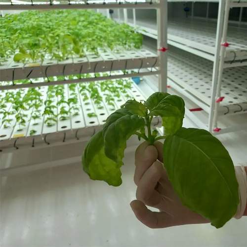 indoor gardening system hydroponic nft channel grow system