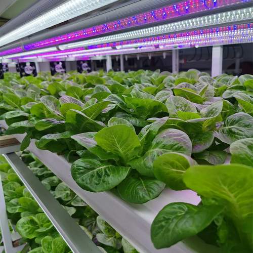 indoor gardening system hydroponic nft channel grow system