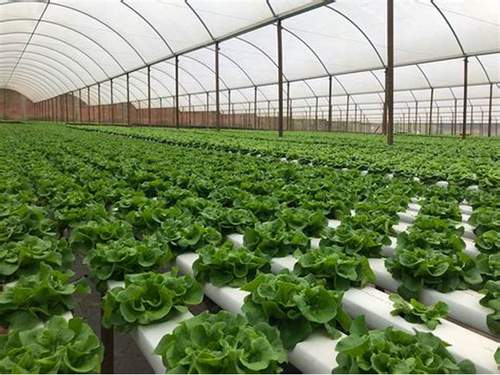 hydroponics nft systems farm system hydroponic nft channel hydroponics growing