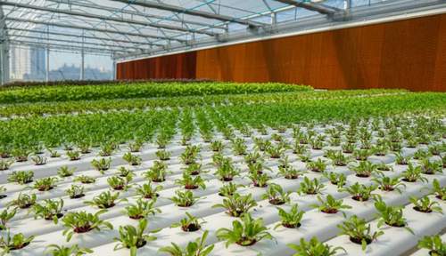 hydroponics nft systems farm system hydroponic nft channel hydroponics growing