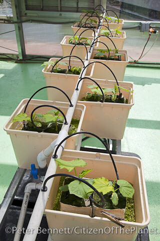 5 gallon hydroponic bucket