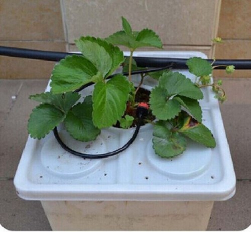 G&N’s hydroponic dutch bucket: Crafted to redefine what hydro growing achieves