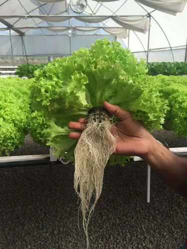 3 inch net pots