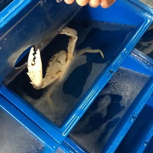 Crab box: High-performance gear for successful crab farming