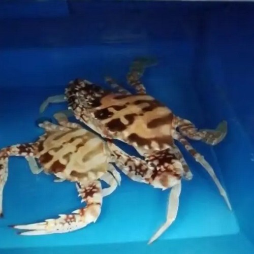 crab box trap