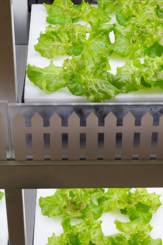 sponge cubes hydroponics