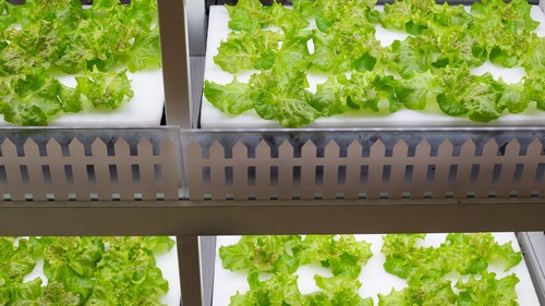 sponge for hydroponic grow system