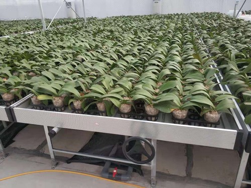 ebb and flow greenhouse bench trays