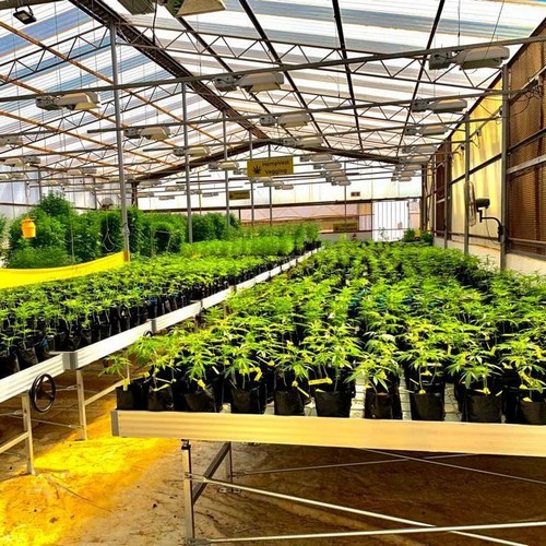 hydroponic ebb and flow tray system