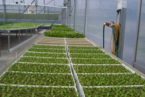 ebb and flow trays supplying