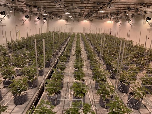 how many plants in a 4x8 ebb and flow tray